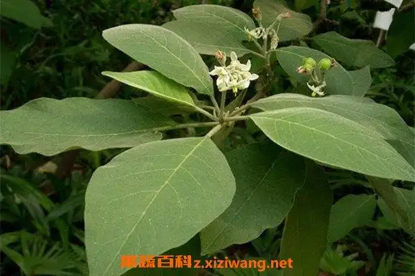 野烟叶的功效与作用野烟叶的药用价值