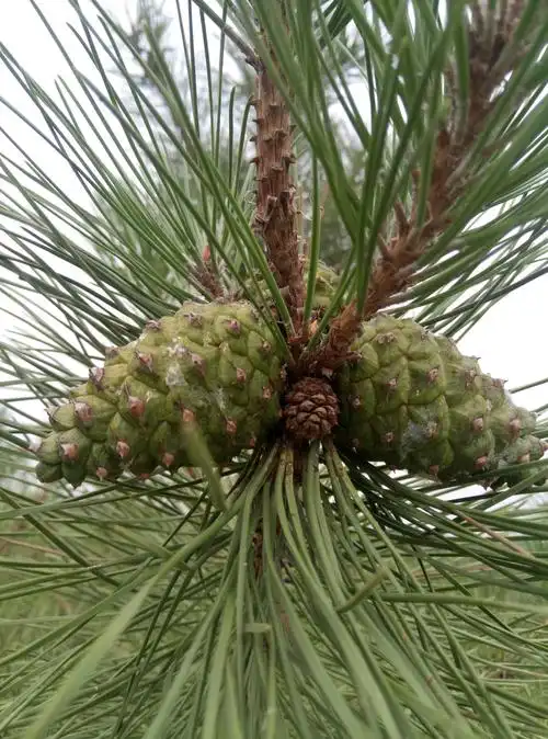 松树塔不知道是不是东北的那种,不过还是很开心!