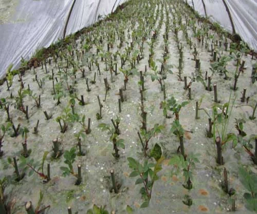 60-70克复混肥),耙平,做宽1米,长度不限的苗床,浇足水覆盖地膜待扦插