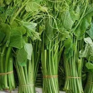 2斤顺丰包邮云南野菜新鲜洋瓜尖 龙须菜 鲜脆香嫩餐馆特产农家菜