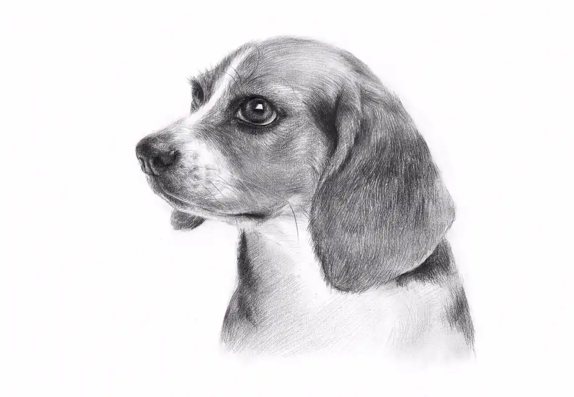 素描动物狗子绘画步骤.素描狗子#一起学画画 #画画 #素描  - 抖音