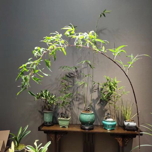 紫竹室内盆栽飘支紫寒竹盆景庭院b室内桌面绿植微盆景竹子苗观赏