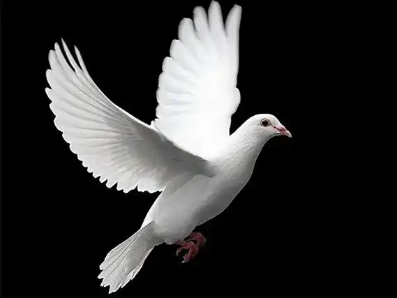 一只可爱的白鸽子,真的好可爱我也好喜欢,突然间死了我特别伤心