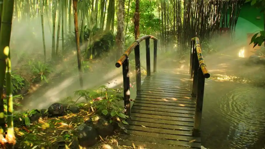 自然风景植物竹森林landscapenaturebambooforest壁纸图片