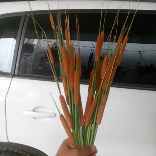 室外水生水培植物观赏野生菖蒲池塘绿植蒲剑阳台盆栽驱蚊吸甲醛