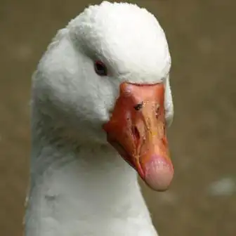 大白鹅头像