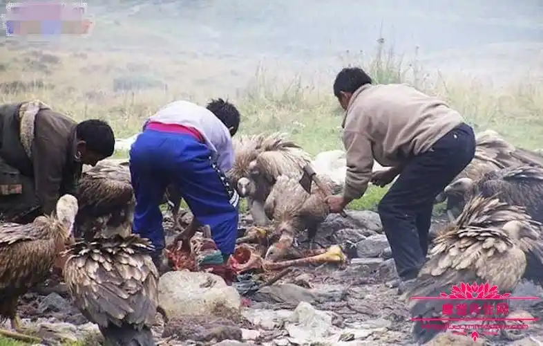 秃鹫的寿命能活多长时间记者记录天葬秃鹫吃人仪式图片