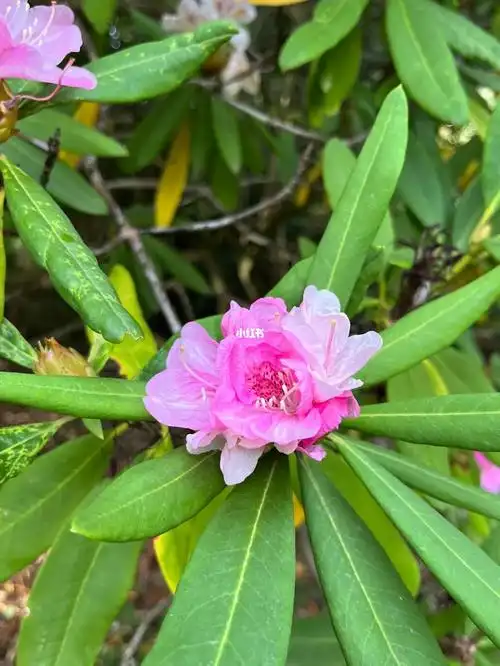 秋天开花的杜鹃rhododendronnobleanum