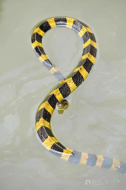 带状的金环蛇