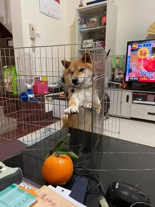 阿柴想吃桌上的东西伸手却一直够不到这模样太好笑了