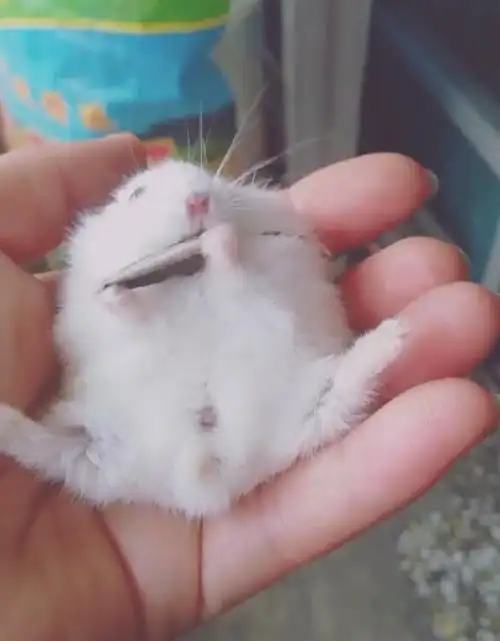 仓鼠自己会嗑瓜子,主人随手一给,瓜子分分钟秒出!_手机搜狐网