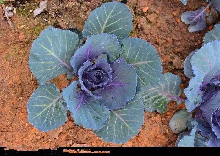 【精选】紫阳紫甘蓝种子紫甘兰结球包心菜苗春秋季四季高产抗病包菜