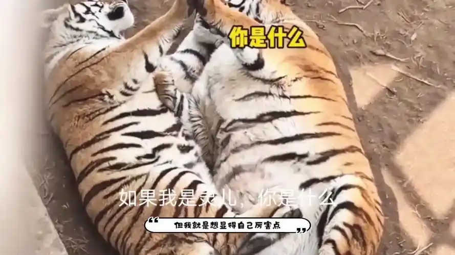 动物配音搞笑视频 #动物搞笑视频 #搞笑配音超搞笑