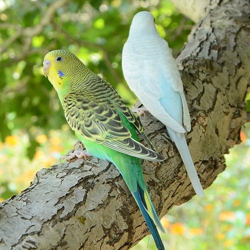 虎皮鹦鹉活鸟中小型会说话宠物鸟活物手养玄凤幼鸟小鸟活体鸟笼