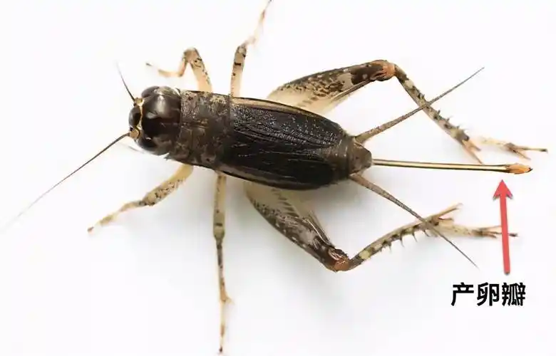 原创从古至今地位最高的昆虫它深受皇帝的喜爱价比黄金