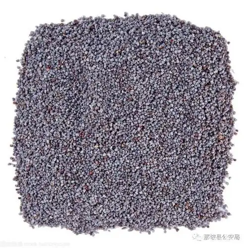 罂粟种子