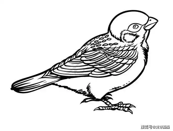 鸟类动物麻雀绘画教程