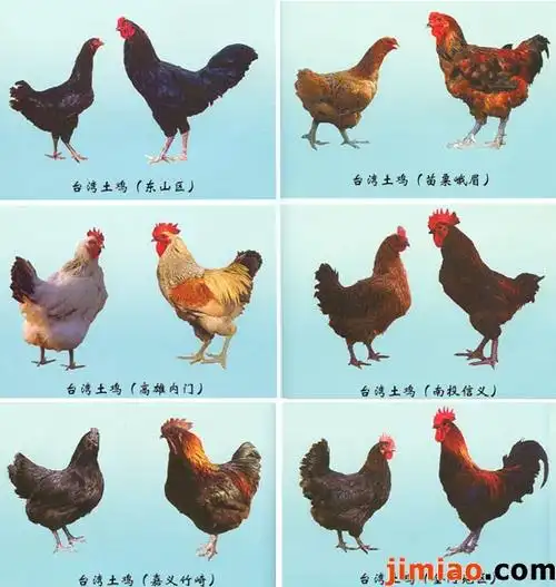 散养土鸡什么品种最好散养蛋鸡什么品种好
