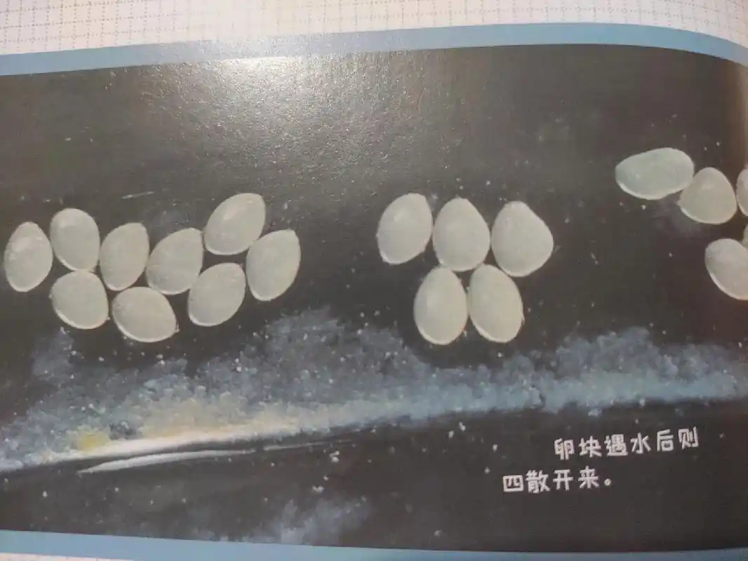 我的1000位昆虫朋友——蜻蜓家族 蜻蜓是众所周知的有益昆虫,它出现在