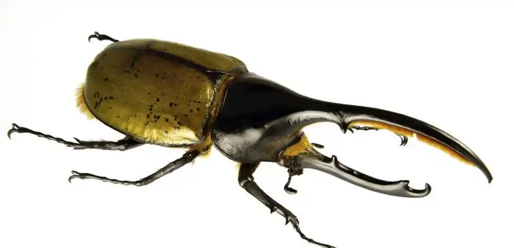 世界上力量最大的昆虫, 能托起15公斤的重物|昆虫|甲虫|重物_新浪新闻