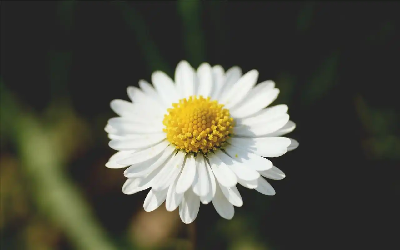 纯净的雏菊唯美高清桌面壁纸