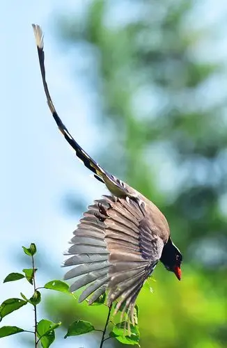 吉祥鸟 红嘴蓝鹊