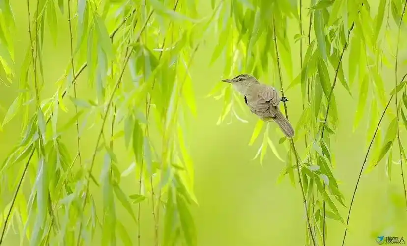 草长莺飞二月天,拂堤杨柳醉春烟.儿童散学归来早,忙趁东风放纸鸢.