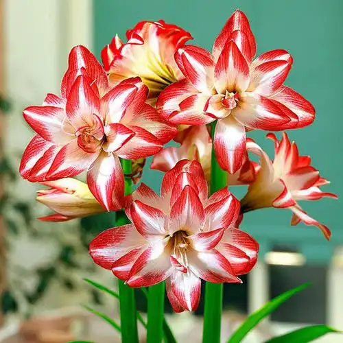 进口朱顶红种球荷兰蓝色风情礼盒装孔雀江浙沪皖顺丰包邮