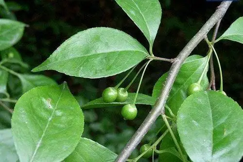 岗梅根图片岗梅根的功效作用