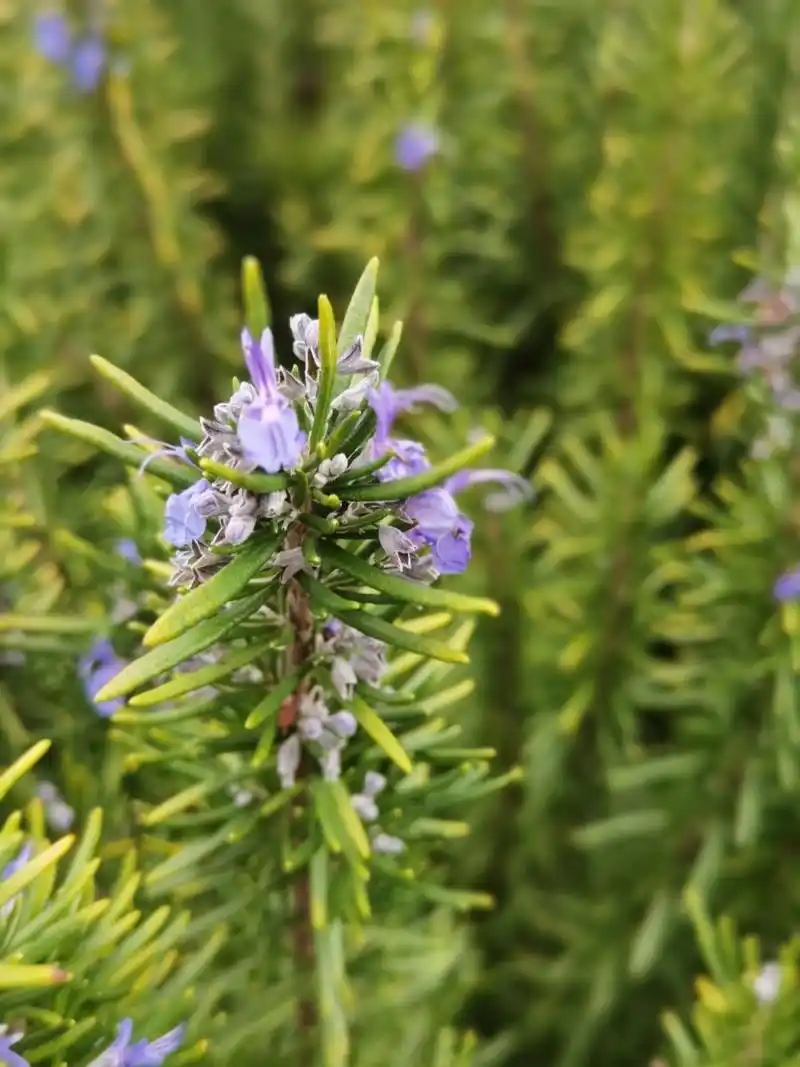 迷迭香的花原来长这样 迷迭香是冬季及春季开花,从12月开到次年4月初