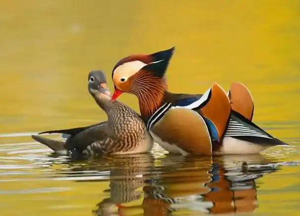 鸳鸯年年换对象,天鹅的孩子不一定是亲生!这世上还有爱情鸟吗?