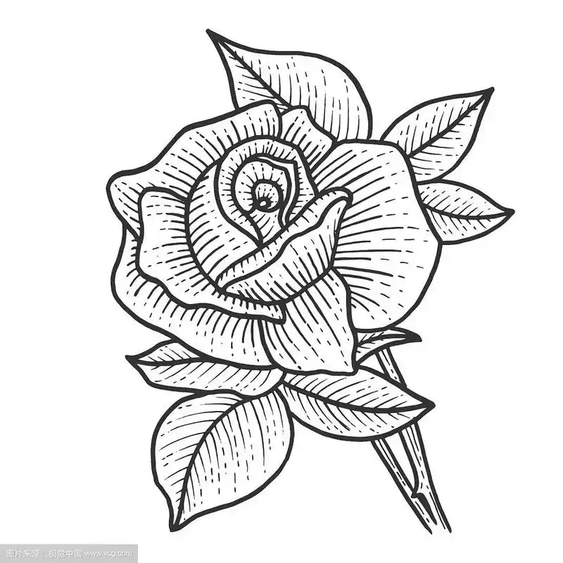 玫瑰花素描版画