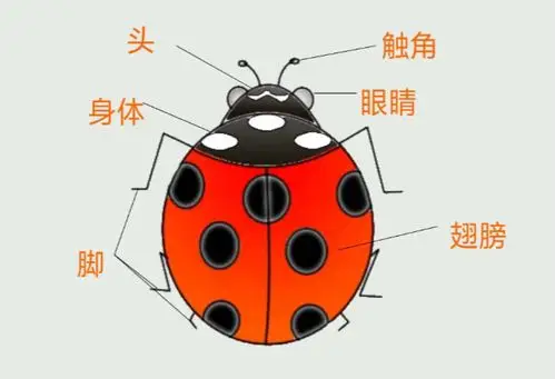 仙女山二小一年级美术 瓢虫的花衣裳(胡家敏)