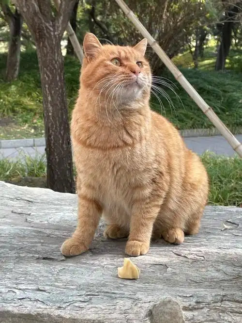 北海公园里的大黄猫