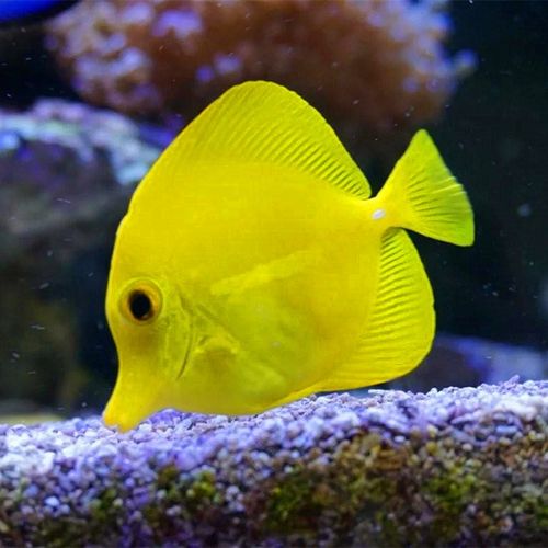 黄金吊 倒吊 海水鱼 观赏 小丑鱼 活体 珊瑚 顺丰快递!死亡全赔