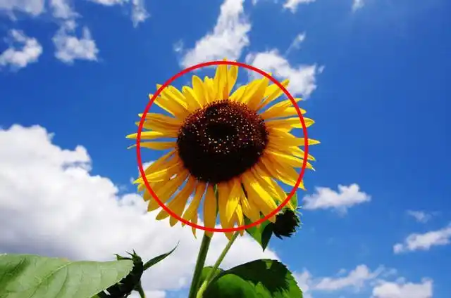 中心构图:这可以说是一种最基本的构图方式,将主题放在画面中心,最