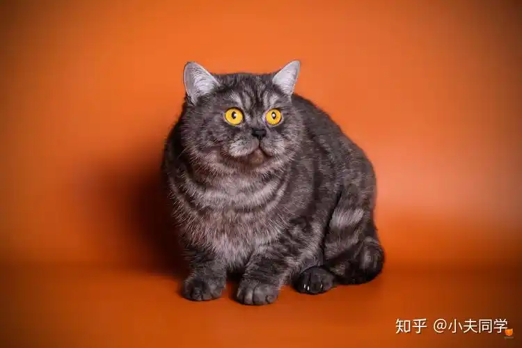 英短毛色大全集(烟熏篇)