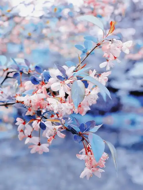 杭州花港观鱼魔法粉蓝色的海棠花你喜欢吗