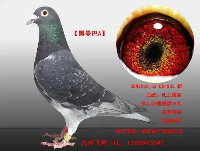 【黑曼巴a】_九州飞燕_ ag188.com爱鸽商城_中国信鸽信息网