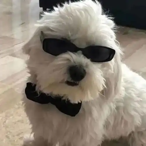 沙雕头像 - 这才是沙雕该用的头像    #无水印头像大全##头像