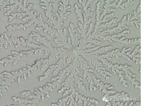 羊齿状结晶知多少