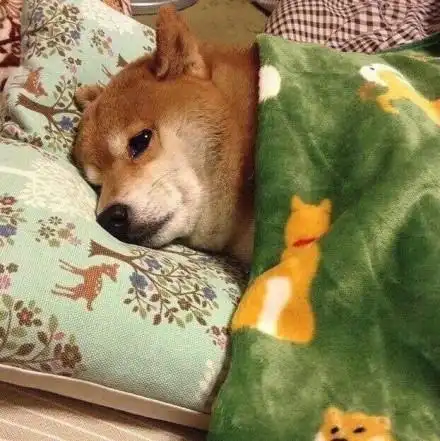 周末赖床的我(汪星人)_汪星人_赖床_周末表情