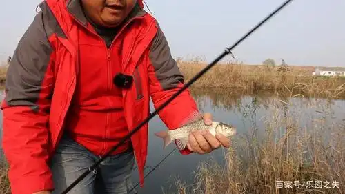 火爆全网路亚搜底钓鲫法,是真材实料还是哗众取宠?老钓手如是说