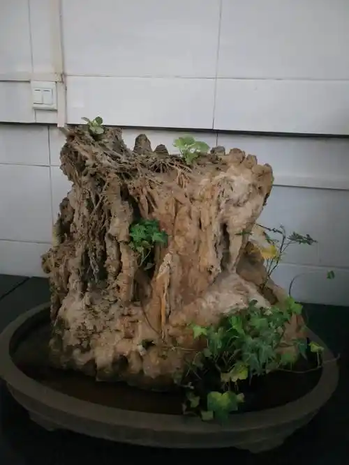 上水石盆景(上水石盆景制作过程)