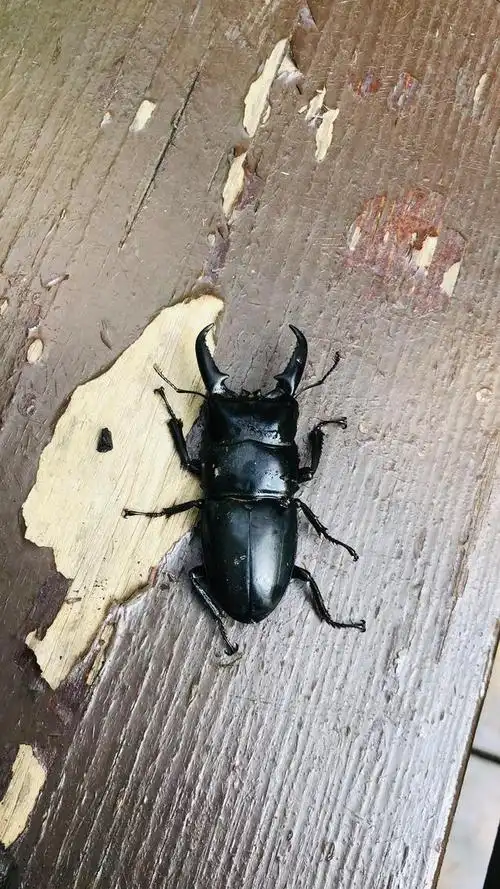 红脖子的天牛和落水的甲虫