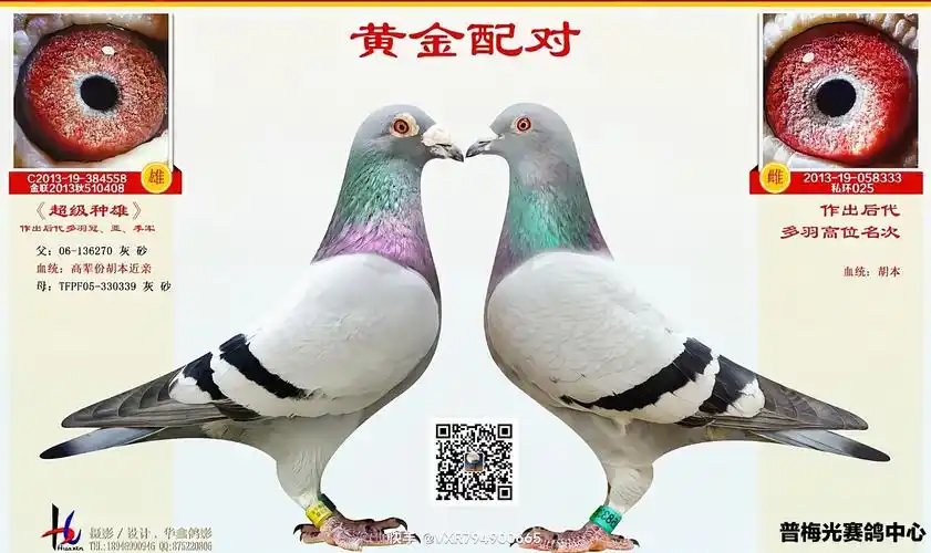 黄金配对_相册_普梅光赛鸽中心 - 赛鸽资讯网
