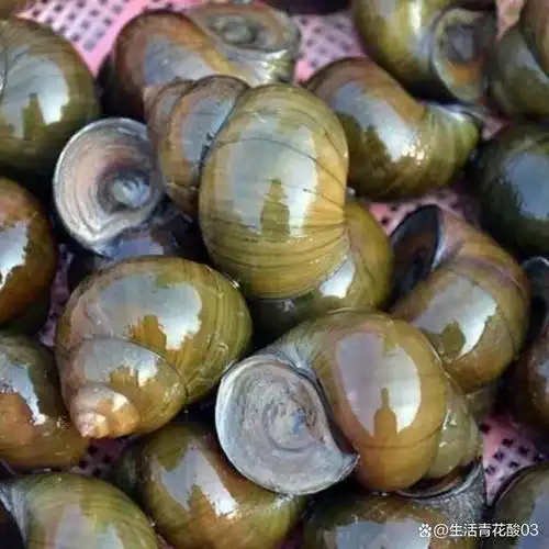 福寿螺与田螺的区别!它们是美味佳肴还是生态隐患?