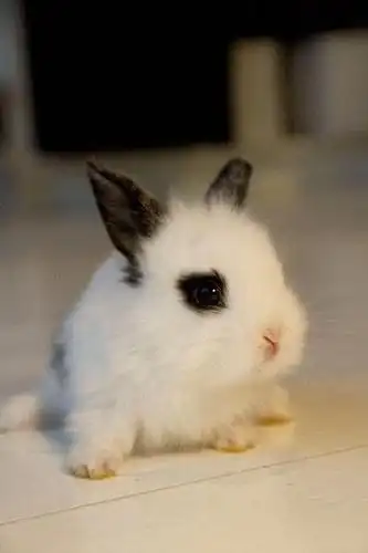 相关标签兔子内容简介不知道这只可爱的小萌兔在找些什么呢?