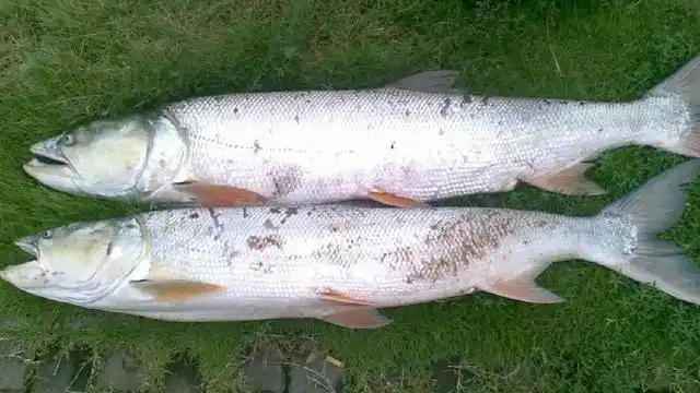 淡水鱼类大全名称图片中国淡水鱼