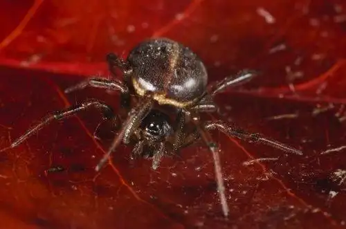 红色的很小很小的蜘蛛有毒吗